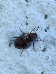 Anaspis maculata