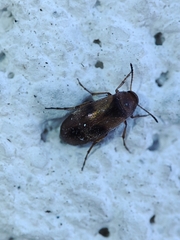 Anaspis maculata