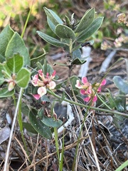 Acmispon cytisoides