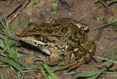 Pelophylax grafi