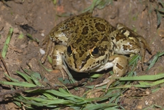 Pelophylax grafi