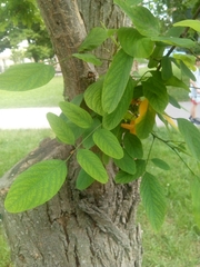 Sophora