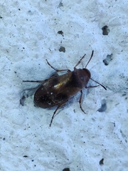 Anaspis maculata