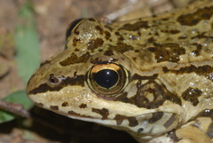 Pelophylax grafi