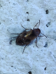 Anaspis maculata