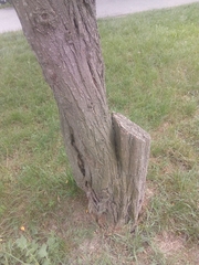 Sophora