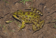 Pelophylax grafi