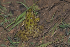 Pelophylax grafi