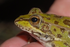 Pelophylax grafi