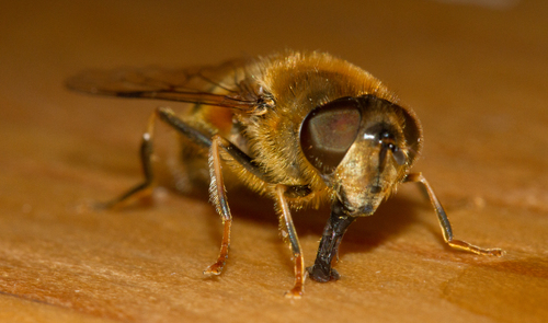 Tapered Drone Fly, photo 7 of 10