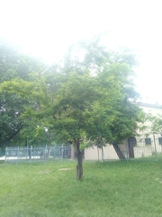 Sophora