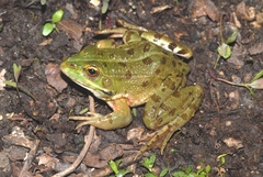 Pelophylax grafi
