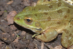 Pelophylax grafi