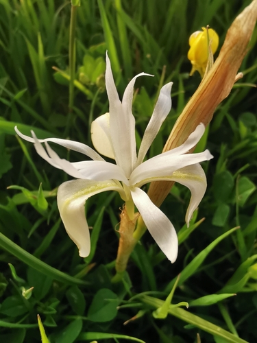 Spanish Nut (Gynandriris sisyrinchium)