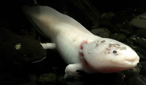 Axolotl