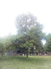 Fraxinus angustifolia