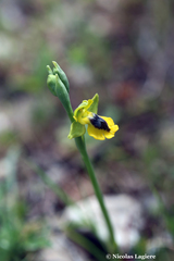 Ophrys lutea phryganae