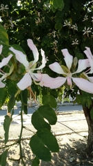 Bauhinia