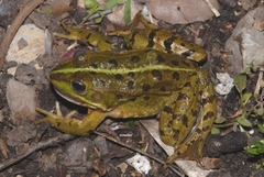 Pelophylax grafi