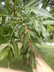 Fraxinus angustifolia