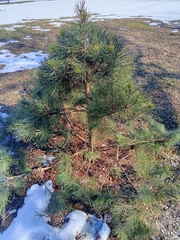 Pinus