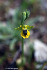 Ophrys lutea phryganae