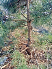 Pinus