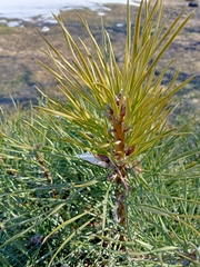 Pinus
