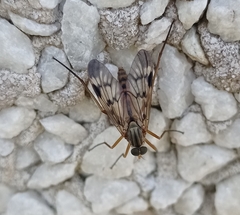 Rhagio atlanticus
