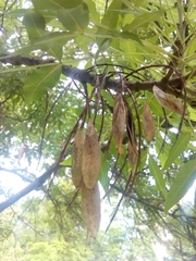Fraxinus angustifolia
