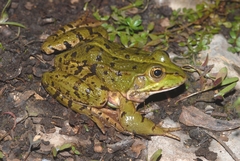 Pelophylax grafi
