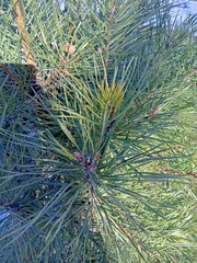 Pinus