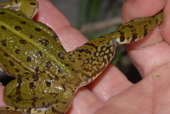Pelophylax grafi
