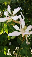 Bauhinia