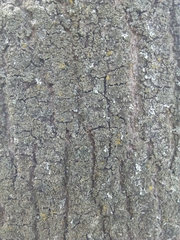 Fraxinus angustifolia