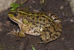 Pelophylax grafi