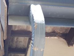 Lygodactylus capensis