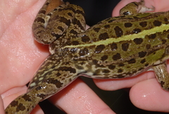 Pelophylax grafi