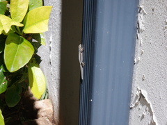 Lygodactylus capensis
