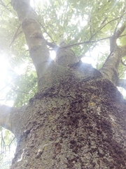 Fraxinus angustifolia