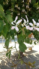 Bauhinia