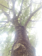 Fraxinus angustifolia