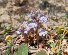 Phelipanche nana