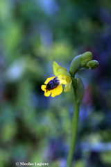 Ophrys lutea phryganae