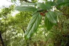 Viburnum taitoense