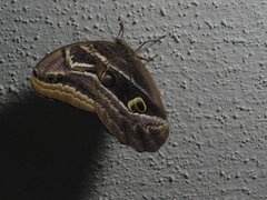 Eryphanis aesacus