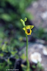 Ophrys lutea phryganae
