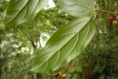 Viburnum taitoense