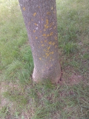 Fraxinus angustifolia