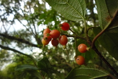 Viburnum taitoense